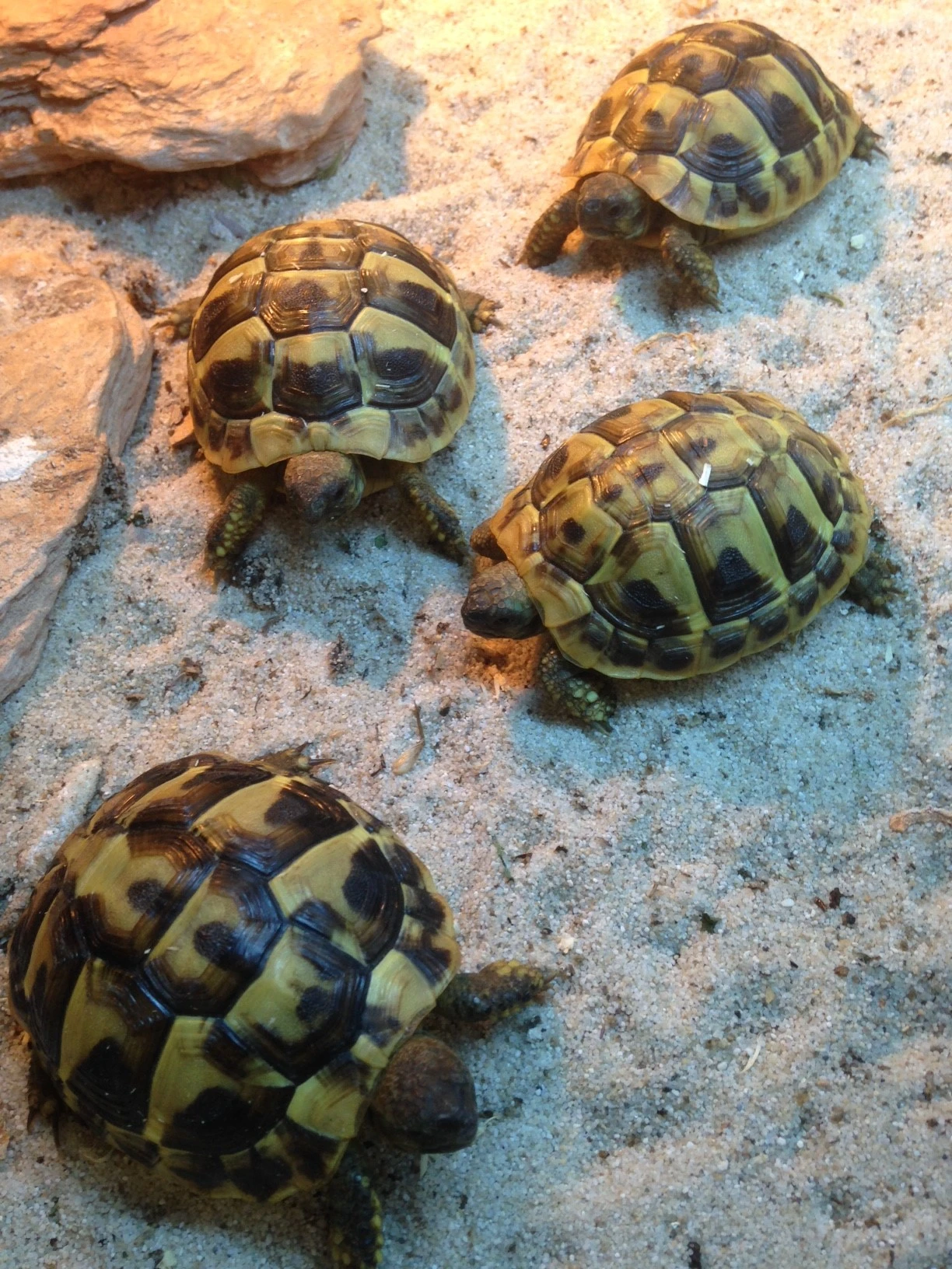 Græsk landskildpadde (Testudo Hermanni)